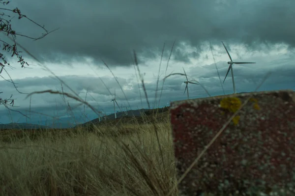 Yağmur damlaları ile çiçekler