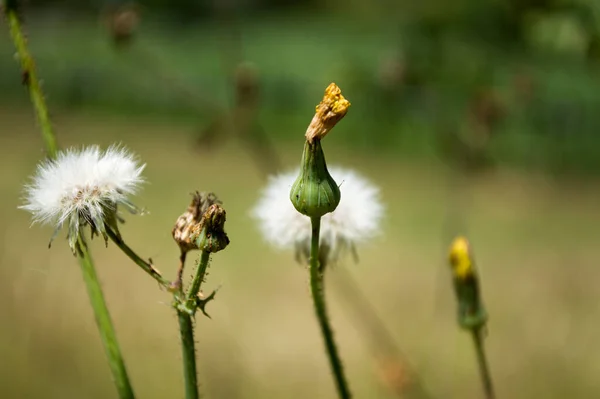 Macro Buds vahşi doğada