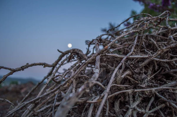 Ayın altındaki kuş yuvası 