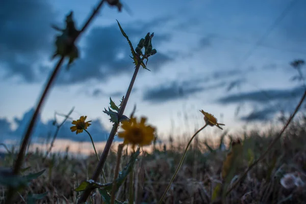 günbatımı, çiçekler