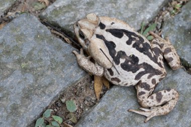 Bufo kurbağası yandan ve yukarıdan, kayanın üzerinde