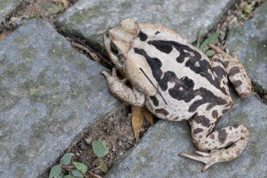 Bufo frog viewed from the side and above, on rock clipart