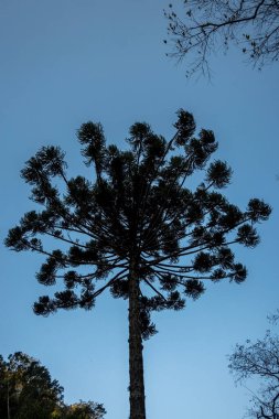 Mavi gökyüzüne karşı bir Araucaria angustifolia ağacının silueti. Araucaria Brezilya 'nın güneyindeki baskın ağaçtır.