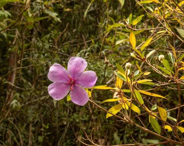 Miconia Albicans Çiçeği Canela Velho Olarak Bilinir Brezilya Doğada Pembe — Stok fotoğraf