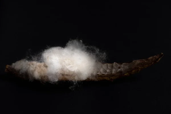 Bawełniana Kapsuła Nasion Otwarta Tle Worka Ukazująca Białe Śnieżnopodobne Włókno — Zdjęcie stockowe