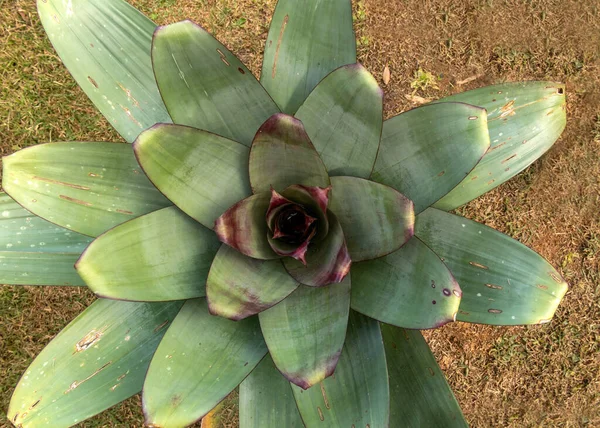 Egy Nagy Trópusi Bromeliád Csészéje Valószínűleg Vriesea Nemzetségben Ezek Növények — Stock Fotó
