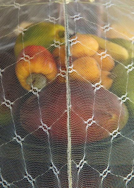 Tropical Fruit Cashew Loquat Mango Banana Protected Mesh Fruit Tent — Stock Photo, Image