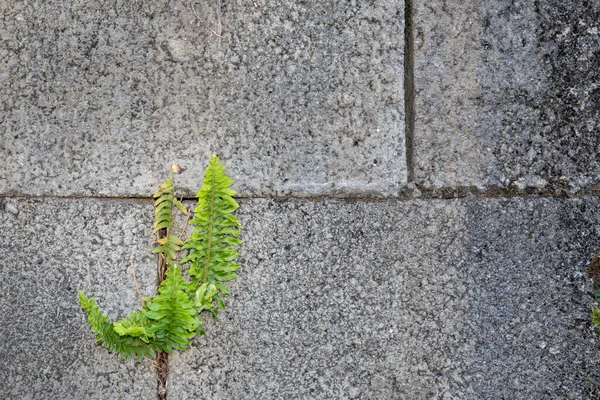 Taş Bir Duvarda Büyüyen Yeşil Eğreltiotu Dayanıklılık Masumiyet Güçlükleri Yenme — Stok fotoğraf