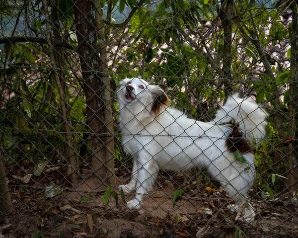 Dog Barking Fence People Passing — Stock Photo, Image