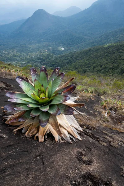 Bromeliad Roca Desnuda Del Monte Milho Una Montaña Granito Cordillera — Foto de Stock