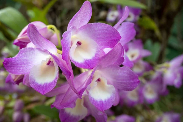 Laelia Orkidesi Doğada Yakın Plan Brezilya Atlantik Ormanı Nın Güzel — Stok fotoğraf