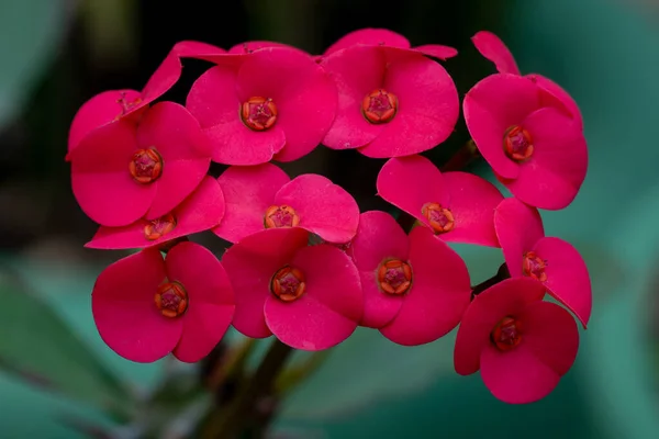 Euphorbia Milii Красный Цветок Фоне Коричневого Боке Цветок Известен Колючка Стоковое Фото