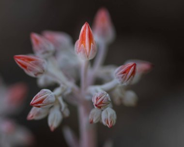 Canyon Live-forever, Dudleya cymosa, yan taraftaki çiçeklere yakın çekim. Bu kırmızı çiçek sulu bir çiçekten.