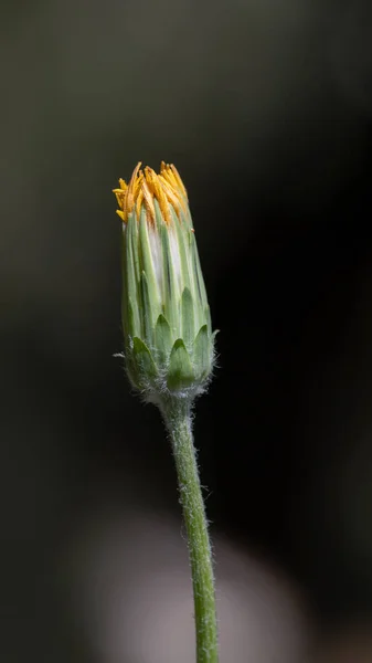 Silverpuffar Uropappus Lindleyi Närbild Floare Knopp Mot Slät Grön Bokey — Stockfoto