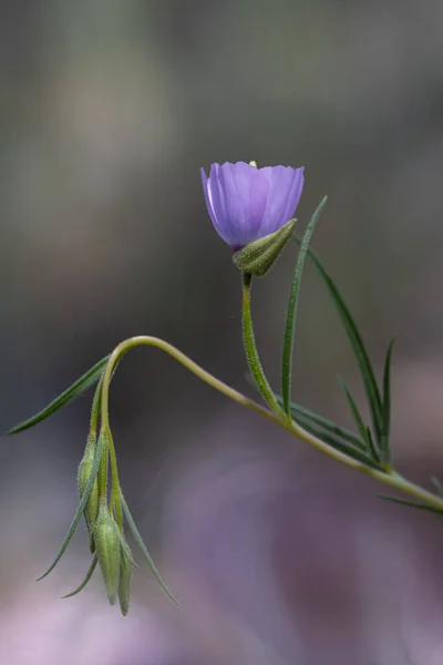 Farväl Till Våren Lila Clarkia Wildflower Naturen Sedd Från Sidan — Stockfoto