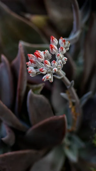Canyon Live Forever Dudleya Cymosa Närbild Blommor Sedda Från Sidan — Stockfoto