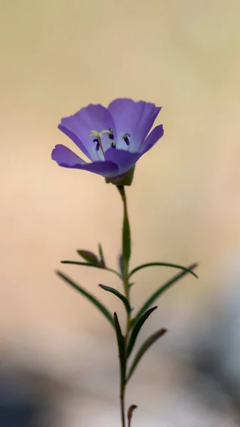Farväl Till Våren Lila Clarkia Wildflower Naturen Sedd Från Sidan — Stockfoto
