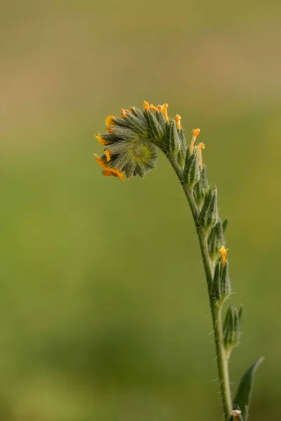 Amsinckia Intermedia Dziki Kwiat Powszechnie Znany Jako Fiddleneck Układ Spiralny — Zdjęcie stockowe