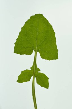 Beyaz (Taraxacum cinsi) üzerinde izole yeşil karahindiba yaprağı, damarlar ve yaprak yapısı)