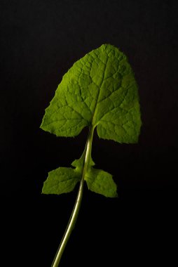 Siyah üzerine izole edilmiş yeşil karahindiba yaprağı, damarlar ve yaprak yapısı (Taraxacum cinsi))