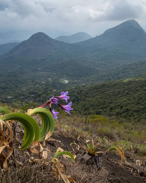 Kakasfarok Worsleya Rayneri Egy Amaryllis Virág Ami Brazil Atlanti Erdőben — Stock Fotó