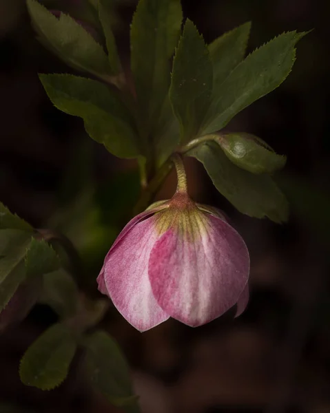 Helleborus Hybridus Vintergrön Tidig Vårblommande Perenn Ranunculaceae Med Vanligaste Namnen — Stockfoto