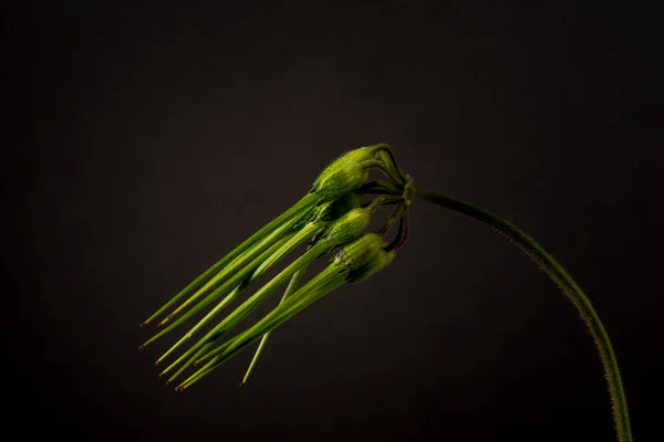 Widok Boczny Nasiennej Strąka Erodium Cicutarium Rośliny Kwitnącej — Zdjęcie stockowe