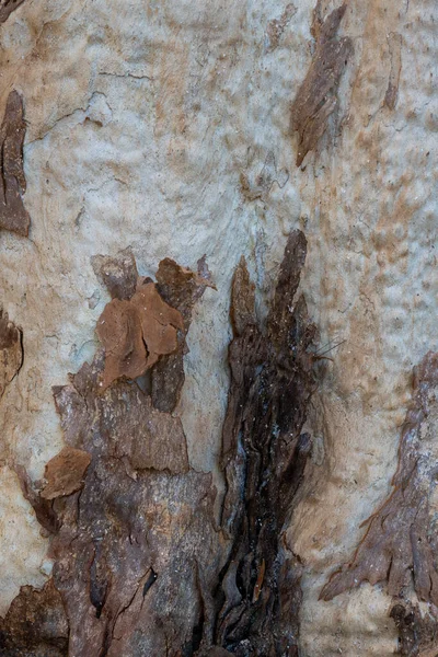 Corteza Del Tronco Darling Range Goma Fantasma Eucalyptus Laeliae Textura —  Fotos de Stock