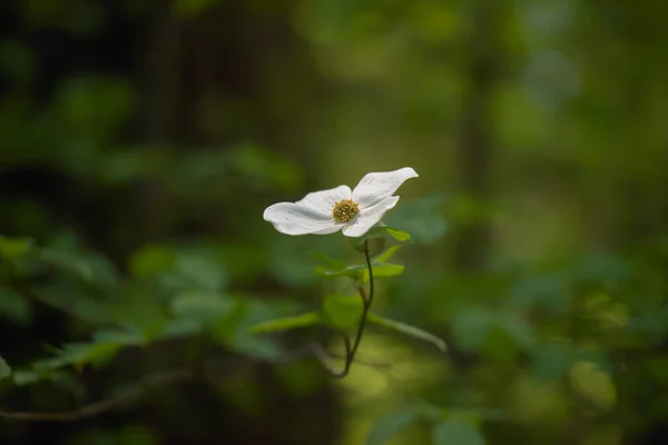 Zielona Kopia Przestrzeń Ozdobiona Podświetlanym Pacyficznym Dogwood Cornus Nuttallii Kwiat — Zdjęcie stockowe