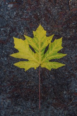 Koca yapraklı akçaağaç yapraklı sarı bir yaprak, Acer makrophyllum, yağmurdan sonra yerde. Bu tür mapple yaprakları bilinen en büyük yapraktır.. 