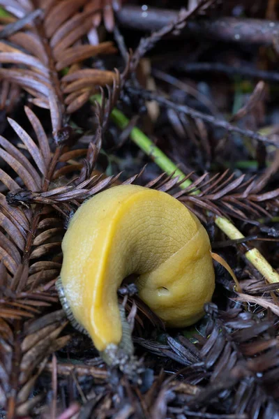 바나나 달팽이 Ariolimax Columbianus Leaf Literage California — 스톡 사진