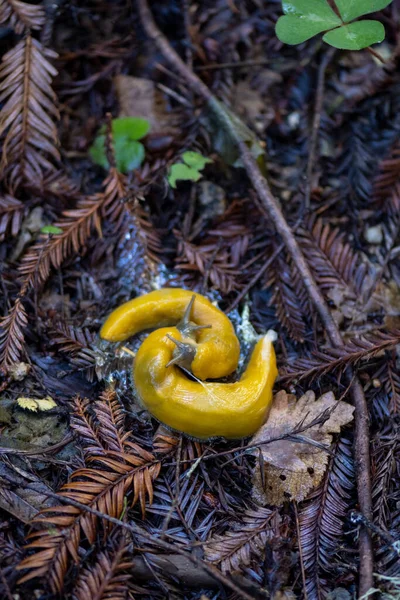 Lumache Banana Gialla Ariolimax Columbianus Accoppiamento Sulla Lettiera Fogliare California — Foto Stock