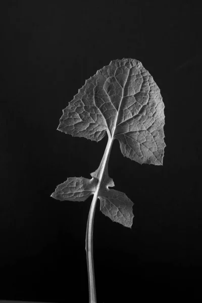 Taraxacum属 に分離されたタンポポの葉のクローズアップ 静脈と葉の構造 黒と白 — ストック写真
