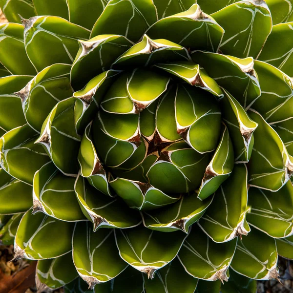 Koncentrikus Minta Spirál Elrendezése Levelek Zamatos Növény Queen Victoria Agave — Stock Fotó