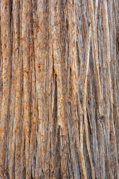 Corteza Una Secuoya Costera Sequoia Sempervirens Textura Fondo —  Fotos de Stock