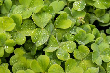 Oxalis çiçek yaprakları, yeşil, bahçede, çiğ ile kaplı arka plan ya da arka plan