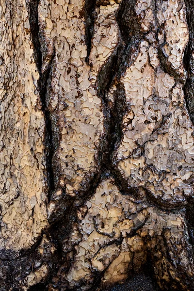 Die Rinde Der Ponderosa Kiefer Pinus Ponderosa Textur Oder Hintergrund — Stockfoto