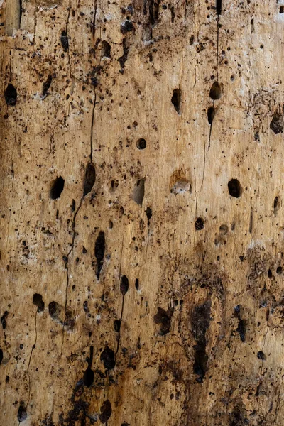 Peeled Tree Trunk Woodpecker Holes Suggesting Infestation Bark Beetle — 图库照片