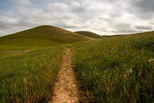 Panoramic View Pasture Fairfield California Usa Featuring Green Invasive Grass — Stockfoto