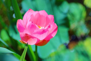 Artem şehrinde Lotus Primorsky Krai ile göl