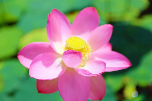 Artem şehrinde Lotus Primorsky Krai ile göl