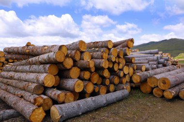 Ağaç kesme, ahşap ürünlerin üretimi için yuvarlak kütüklere kesme