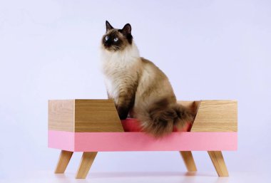 Yumuşak bir kedi ve kedi için güzel bir karyola.