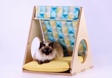 Yumuşak bir kedi ve kedi için güzel bir karyola.