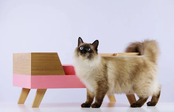 Yumuşak bir kedi ve kedi için güzel bir karyola.