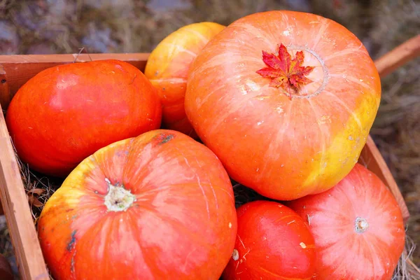 Kabak Arabası Sarı Çizmeler — Stok fotoğraf