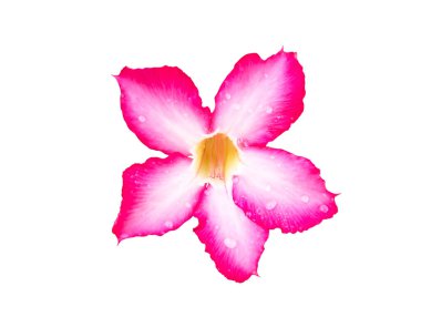 Çiçek açan pembe açelyalar ve birkaç çiçek tomurcuğu. Beyaz arka planda izole edilmiş. (kırpma yolu ile)