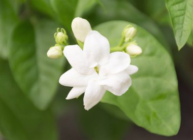 Yasemin. Yasemin çiçeklerinden biri çiçek açıyor.