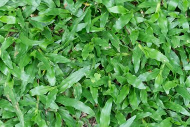 Yeşil çimenler kaplı, doğal yeşil arkaplan.