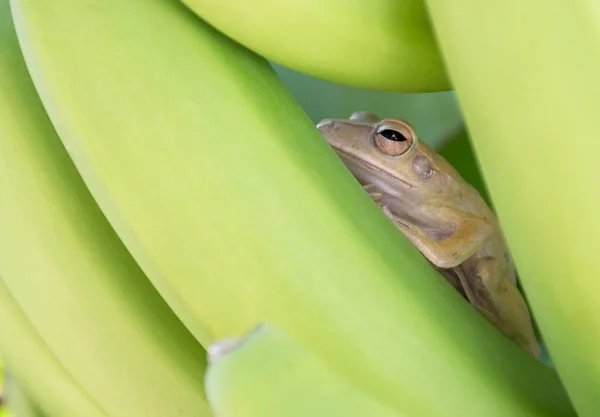 Pequeño Sapo Rana Escondida Plátano Verde — Foto de Stock